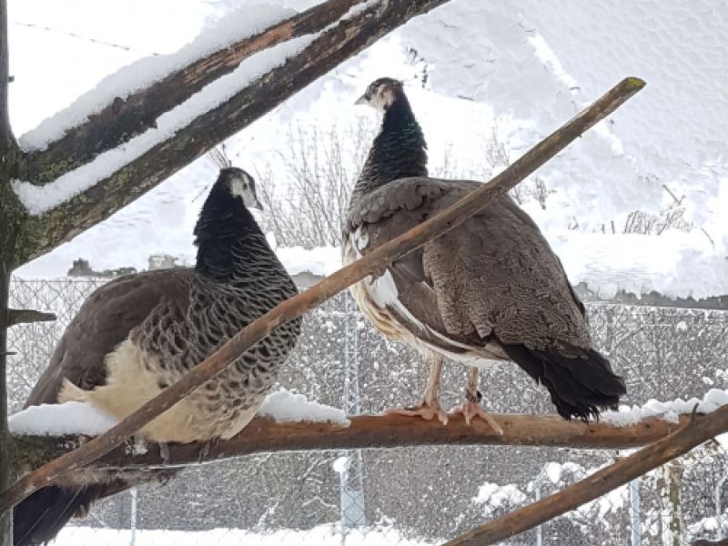 Foto de pavos en la nieve