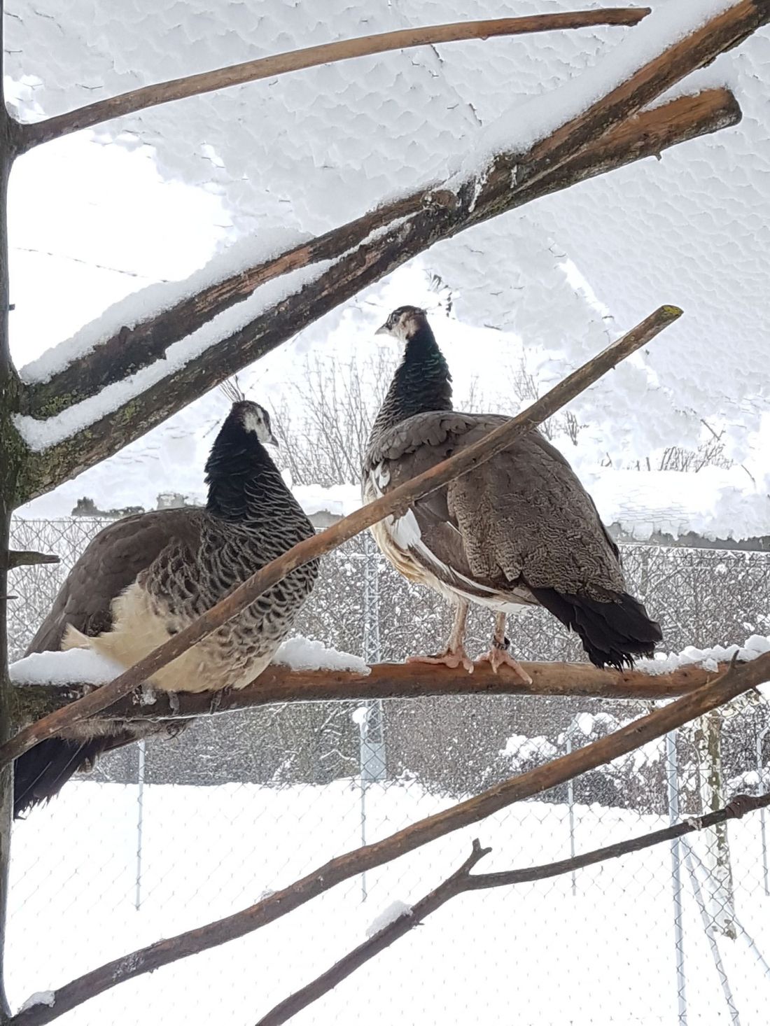 Foto de pavos en la nieve