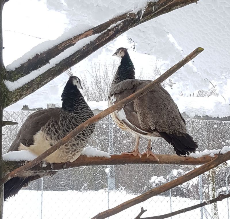 Foto de pavos en la nieve
